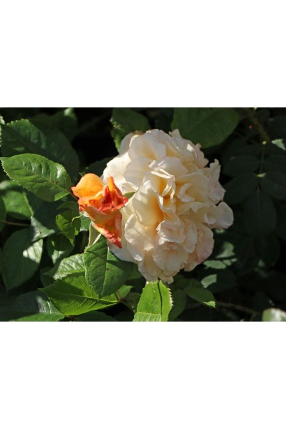 Роза чайно-гибридная Комтесса